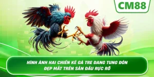 Đá Gà Tre CM88 – Đỉnh Cao Cá Cược Kịch Tính Tại CM88